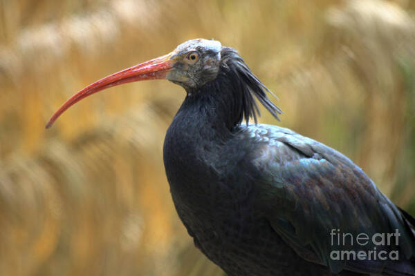 Red Billed Art Print featuring the photograph Northern Bald Ibis by Richard Lynch
