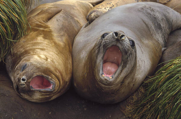 Feb0514 Art Print featuring the photograph Southern Elephant Seal Pair Calling by Konrad Wothe