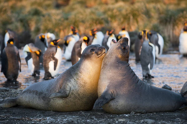 Feb0514 Art Print featuring the photograph Southern Elephant Seals Fighting South by Flip Nicklin