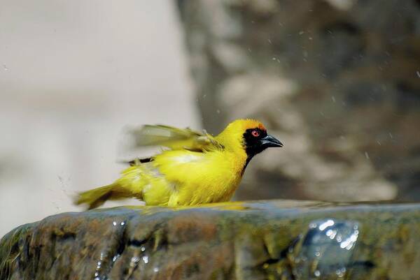 Southern Masked Weaver Art Print featuring the photograph Southern Masked Weaver Male Bathing by Peter Chadwick/science Photo Library