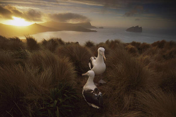 Feb0514 Art Print featuring the photograph Southern Royal Albatrosses Courting by Tui De Roy