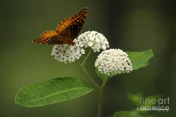 Spangled Fritillary Art Print featuring the photograph Spangled Fritillary by Barbara Bowen