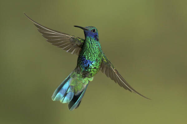 Bia Art Print featuring the photograph Sparkling Violet-ear Manu Np Peru by Glenn Bartley