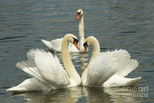 Swan Art Print featuring the photograph Special Kinda Love by Andrea Kollo