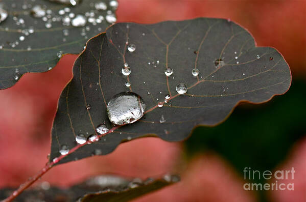 Water Droplets Art Print featuring the photograph Specific Gravity by Dan Hefle