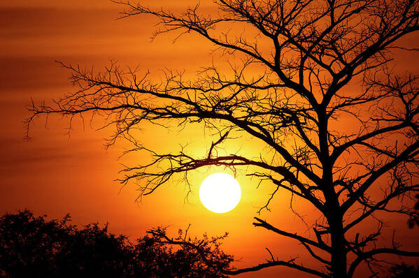 Scenics Art Print featuring the photograph Spectacular Sunset Behind A Tree by Guenterguni