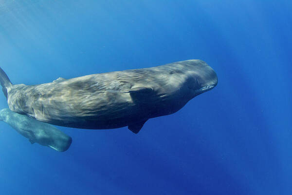 Underwater Art Print featuring the photograph Sperm Whale Pyseter Macrocephalus by Stephen Frink Underwater Art Print featuring the photograph Sperm Whale Pyseter Macrocephalus by Stephen Frink