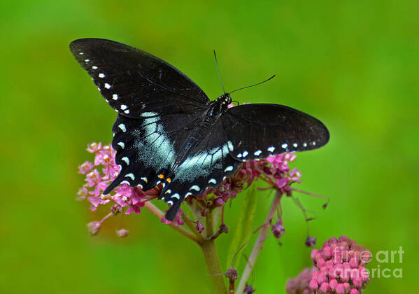 Butterfly Art Print featuring the photograph Spicebush Swallowtail by Rodney Campbell