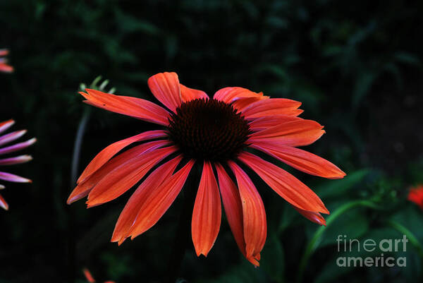 Echinacea Art Print featuring the photograph Spicy by Judy Wolinsky