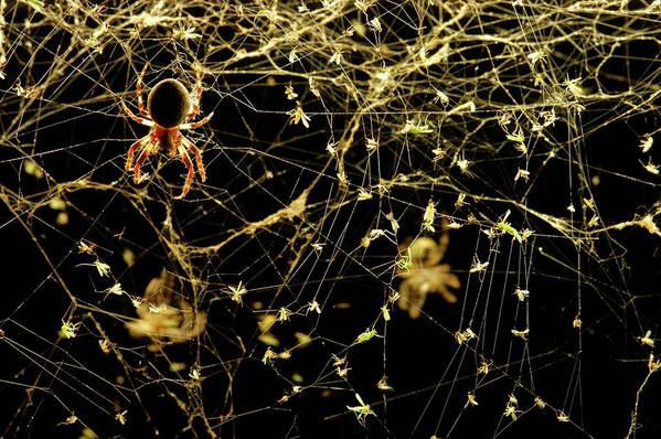 Animal Art Print featuring the photograph Spider On A Web Covered In Flies by Thierry Berrod, Mona Lisa Production/ Science Photo Library