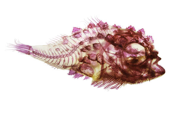 Fish Art Print featuring the photograph Spiny Lumpsucker by Adam Summers