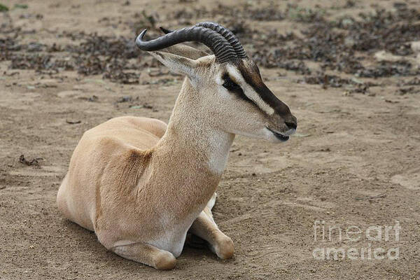 Spiral Horned Antelope Art Print featuring the photograph Spiral Horned Antelope by John Telfer