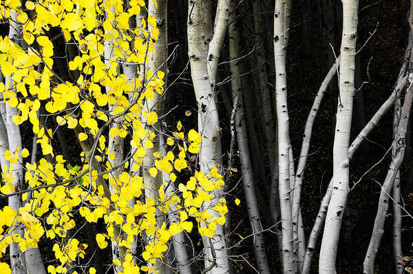 Aspen Trees Art Print featuring the photograph Splash of Gold by The Forests Edge Photography - Diane Sandoval