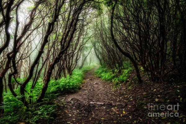 Brp Art Print featuring the photograph Spooky Trail by Deborah Scannell