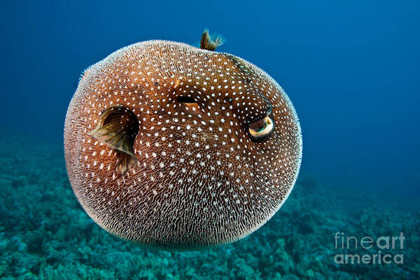 Spotted Pufferfish Art Print featuring the photograph Spotted Pufferfish by David Fleetham