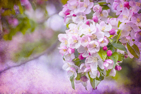 Pink Art Print featuring the photograph Spring Blossoms by Cathy Kovarik