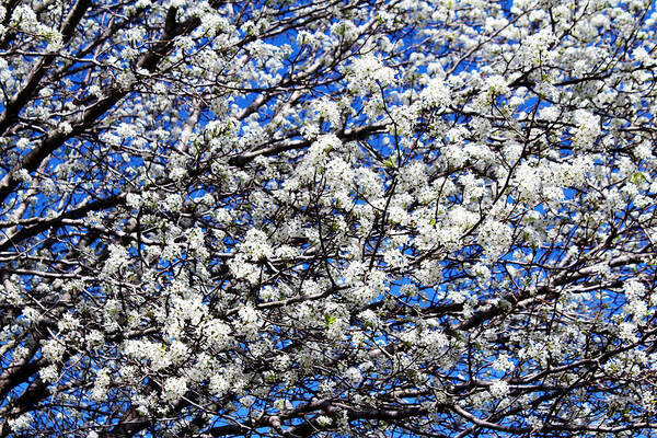 Bradford Pear Art Print featuring the photograph Spring Blossoms by Cynthia Guinn