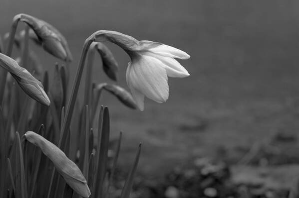 Flowers Art Print featuring the photograph Spring Daffodils by Ron Roberts