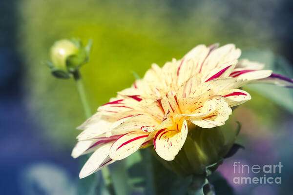 Flowers Art Print featuring the photograph Spring Dream Jewel Tones by Sharon Mau