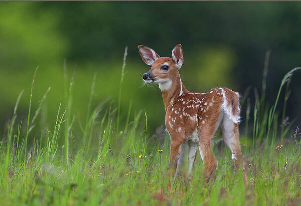 Spring Art Print featuring the photograph Spring Fawn by Nick Kalathas