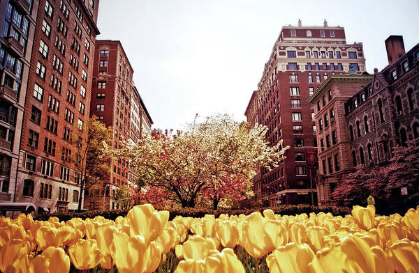 Outdoors Art Print featuring the photograph Spring On Park Avenue - Upper East Side by Vivienne Gucwa