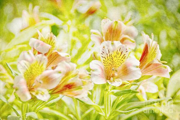 Flower Art Print featuring the photograph Spring Sunshine by Peggy Hughes