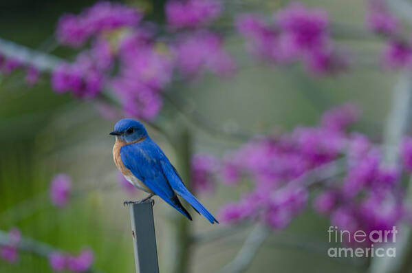 Blue Bird Art Print featuring the photograph Spring Time Blue Bird by Dale Powell
