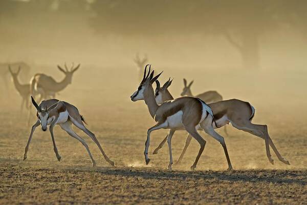 Action Art Print featuring the photograph Springbuck Playing At Dawn by Tony Camacho