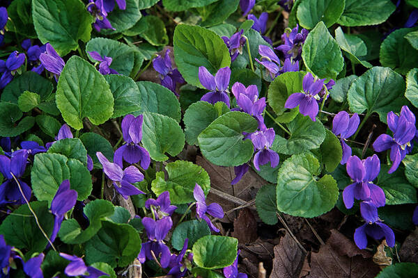 Flower Art Print featuring the photograph Springtime Violets by Mary Lee Dereske