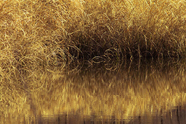 fort Smith Art Print featuring the photograph Spun Gold by Annette Hugen