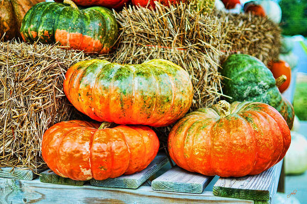 Outdoors Art Print featuring the photograph Squatty Orange Pumpkins by Paulette B Wright