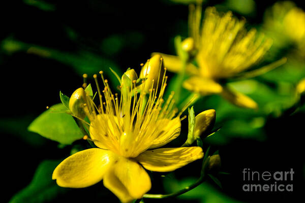 John Art Print featuring the photograph St John's Wort by Scott Lyons