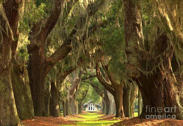Avenue Of The Oaks Art Print featuring the photograph St Simons Oaks by Adam Jewell