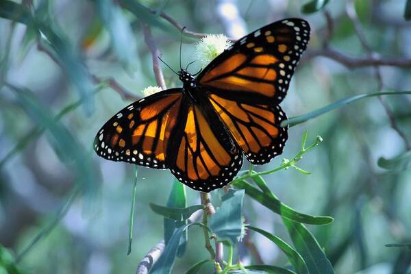 Butterfly Art Print featuring the photograph Stained Glass Wings by Marcia Breznay