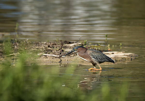 Heron Art Print featuring the photograph Stalking by Betty Depee