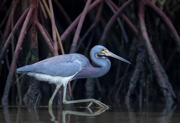 Bird Art Print featuring the photograph Stalking In The Mangroves by Greg Barsh