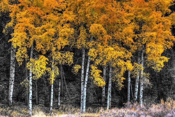 Aspen Art Print featuring the photograph Stand by David Andersen