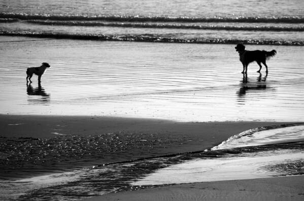 Dog Art Print featuring the photograph Standoff At The Beach by Aidan Moran