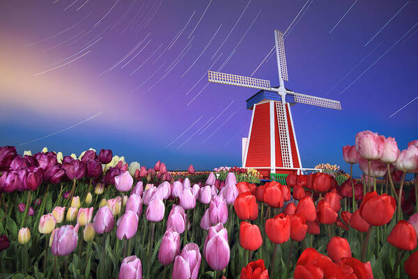 Star Art Print featuring the photograph Star trails windmill and tulips by William Lee