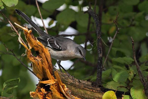 Mockingbird Art Print featuring the photograph Stare Down by Mike Farslow