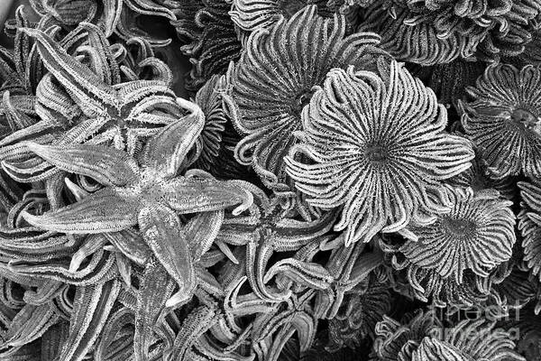 Starfish Art Print featuring the photograph Starfish varieties in black and white by James Brunker
