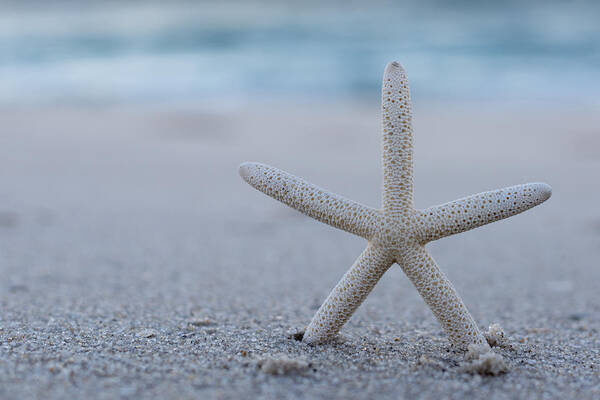 Starfish On Beach Seaside New Jersey Art Print featuring the photograph Starfish on Beach Seaside New Jersey by Terry DeLuco
