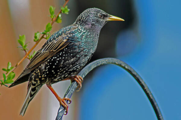 Starling Art Print featuring the photograph Starling perched in garden by Tony Murtagh