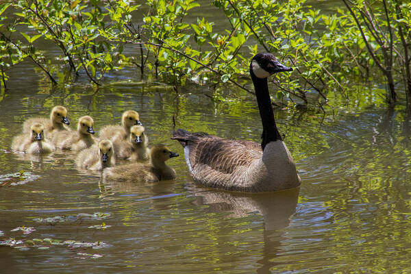 Branta Canadensis Art Print featuring the photograph Stay Close To Momma by Kathy Clark