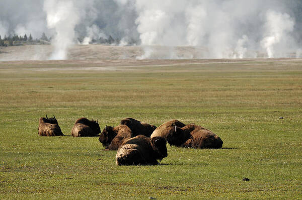 Yellowstone Art Print featuring the photograph Steam? What Steam? by Bruce Gourley