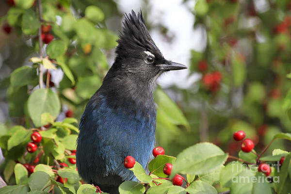 Bird Art Print featuring the photograph Steller's Jay and Red Berries by Teresa Zieba