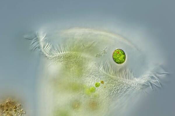 Animal Art Print featuring the photograph Stentor Ciliate by Gerd Guenther