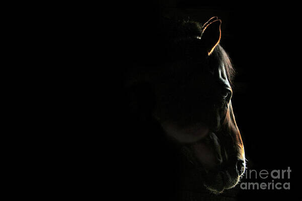 Horse Art Print featuring the photograph Stillness by Michelle Twohig