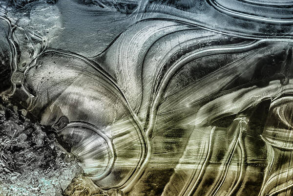 Ice Art Print featuring the photograph Sting Ray by Sue Capuano