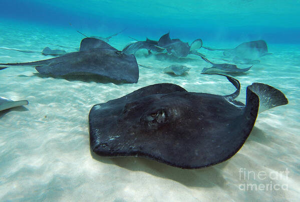 Stingray Art Print featuring the photograph Stingrays by Carey Chen